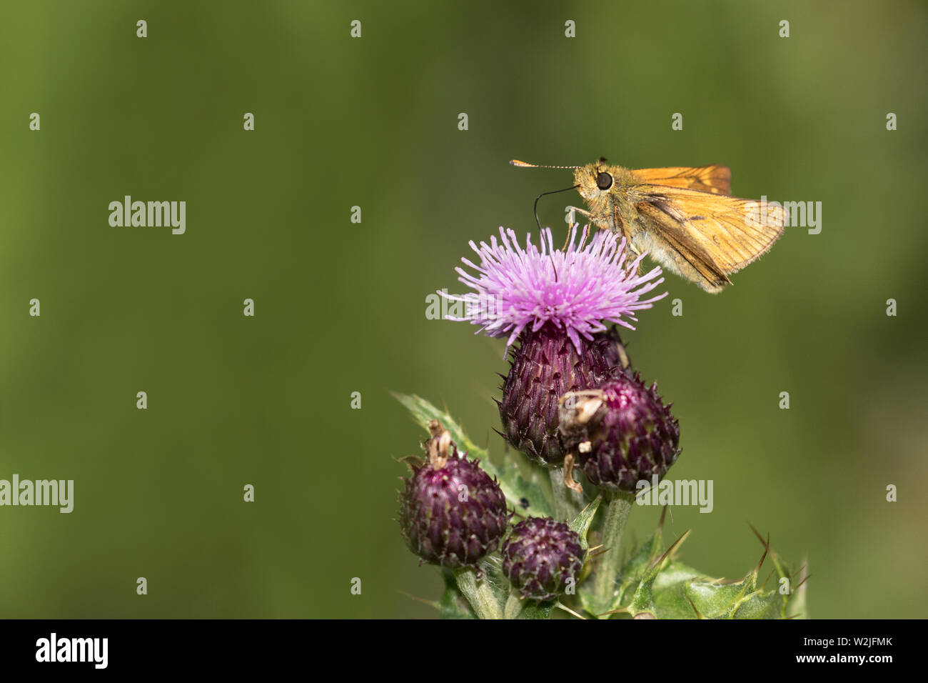 Grande skipper butterfly Foto Stock