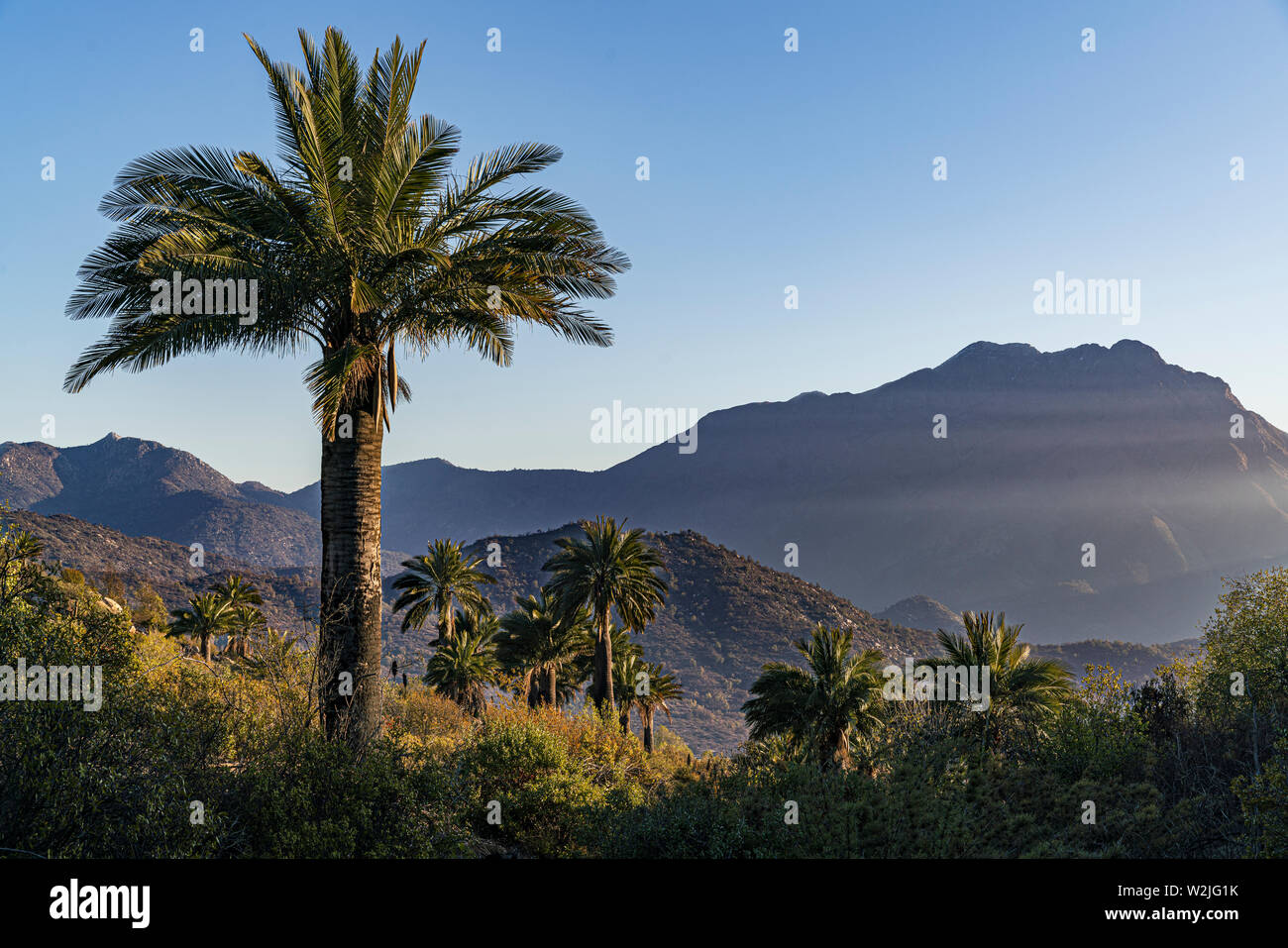 Cileno Palm tree nella sua abitudine naturale nel centro del Cile con il monte La Campana in background. Foto Stock