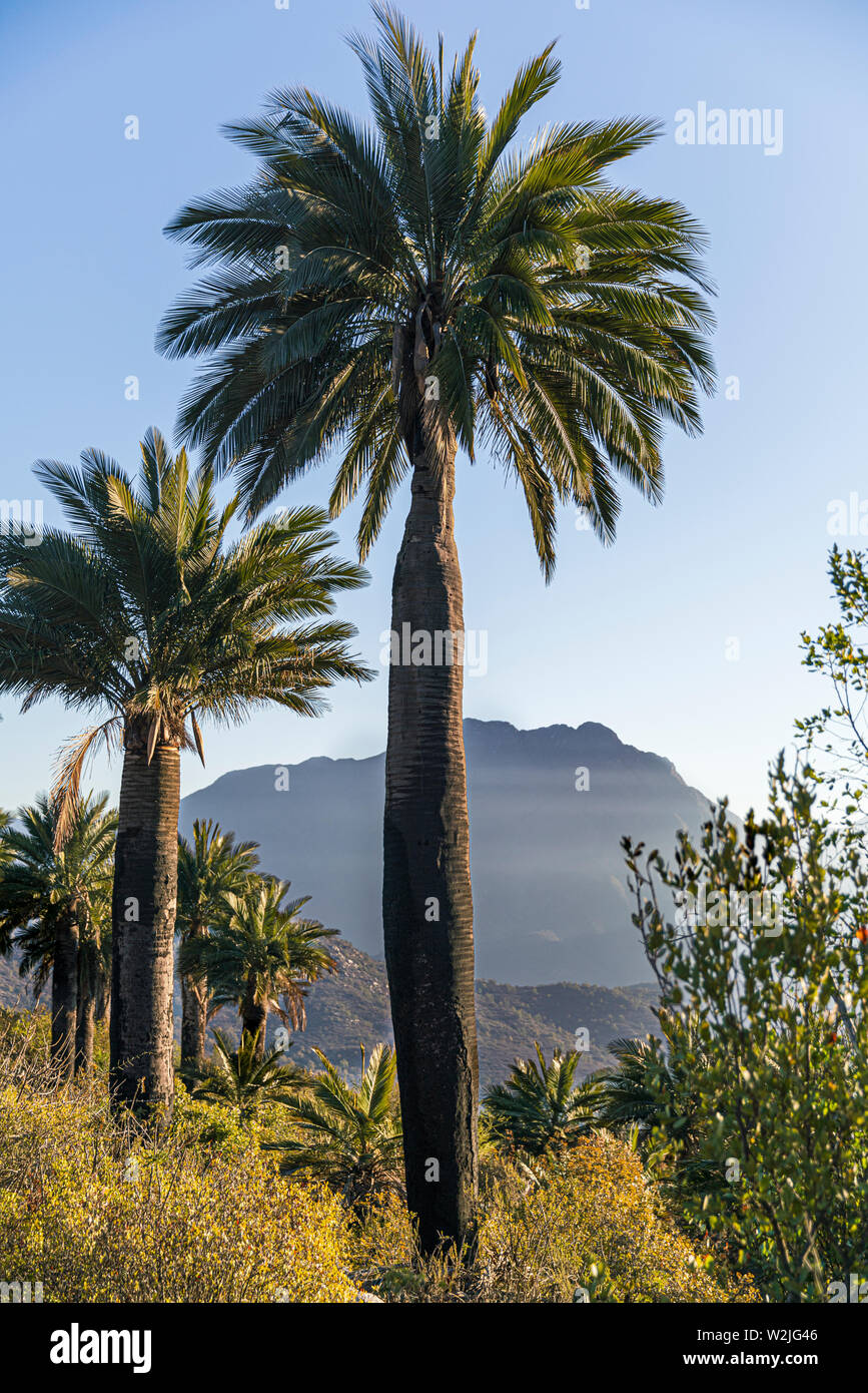 Cileno Palm tree nella sua abitudine naturale nel centro del Cile con il monte La Campana in background. Foto Stock