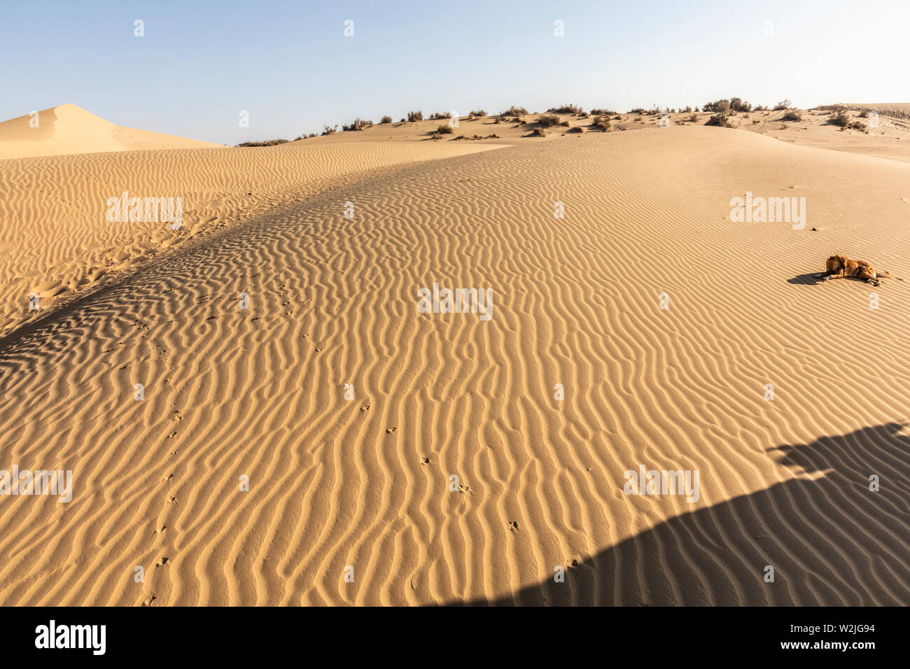 Deserto di Thar Paesaggio, Vista della zona di Thar in Rajasthan Foto Stock