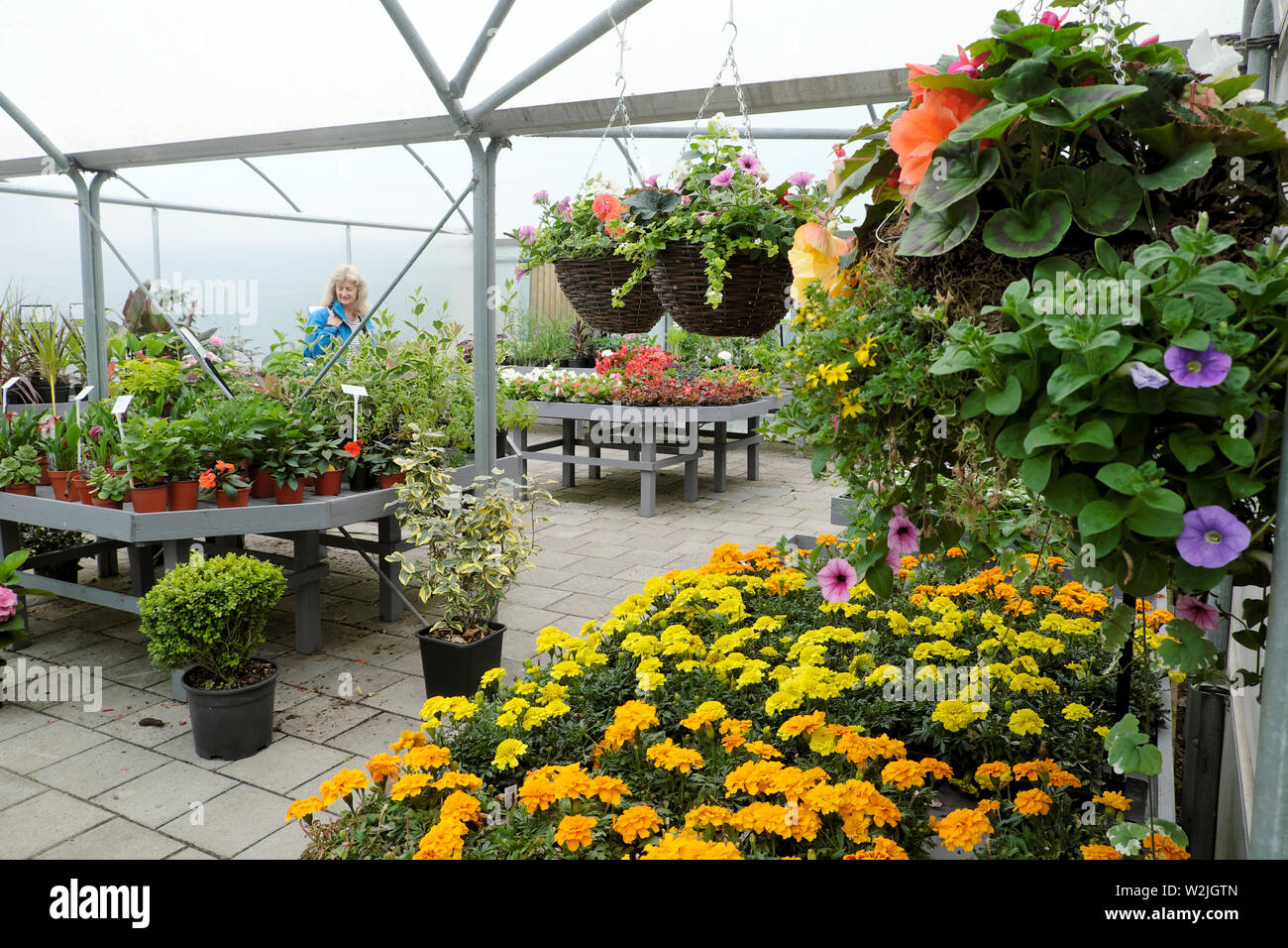 Giardino interno shop calendula piante, fiori in vaso e nei cestini appesi in vendita in estate a Bute Park Cardiff Wales UK KATHY DEWITT Foto Stock