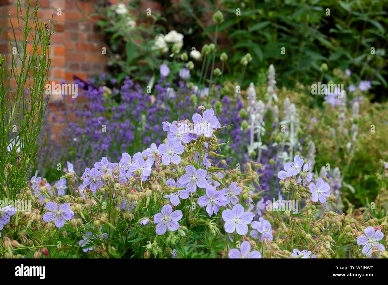 Viola gerani crescere insieme con viola lavanda e varie piante in un confine erbacee aiuola Bute Park Cardiff Wales UK KATHY DEWITT Foto Stock