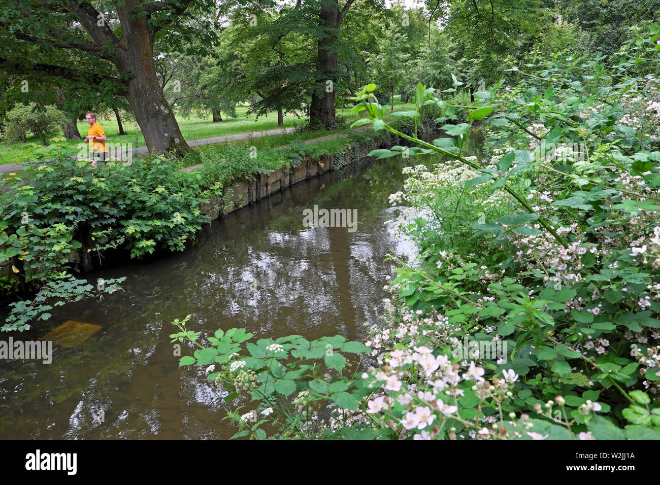 Rovi rovi in fiore da un Ruscello ed alberi in giugno a Bute Park Cardiff Wales UK KATHY DEWITT Foto Stock