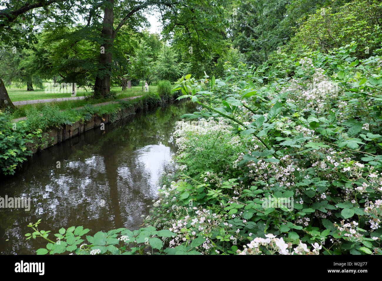 Rovi rovi in fiore da un Ruscello ed alberi in giugno a Bute Park Cardiff Wales UK KATHY DEWITT Foto Stock