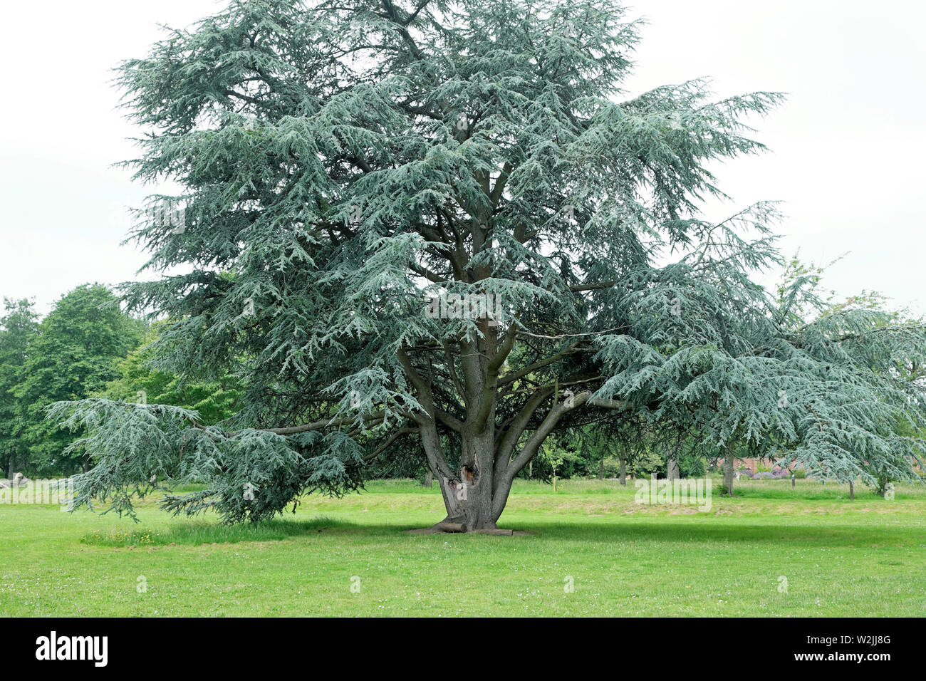 Enorme blu sempreverdi albero di cedro Cedrus atlantica glauca in giugno a Bute Park Cardiff Wales UK KATHY DEWITT Foto Stock