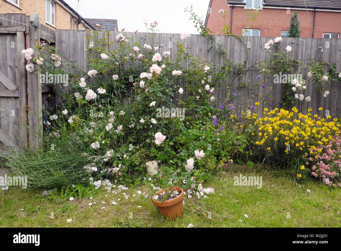 Rose bush in un bloomby fenceand piante perenni in giugno nel cortile giardino fiorito di una nuova build house di Cardiff Wales UK KATHY DEWITT Foto Stock