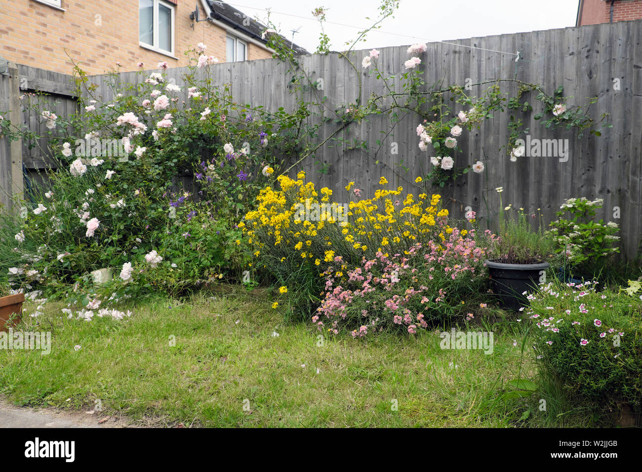 Rose bush in un bloomby fenceand piante perenni in giugno nel cortile giardino fiorito di una nuova build house di Cardiff Wales UK KATHY DEWITT Foto Stock
