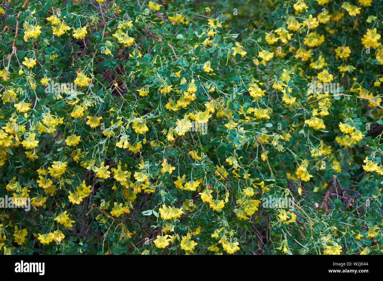 Coronilla valentina arbusto crescente selvatici in Costa Azzurra Foto Stock
