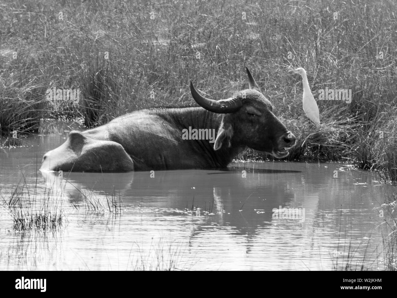 Bella ed esotica natura selvaggia dello Sri Lanka. Foto Stock