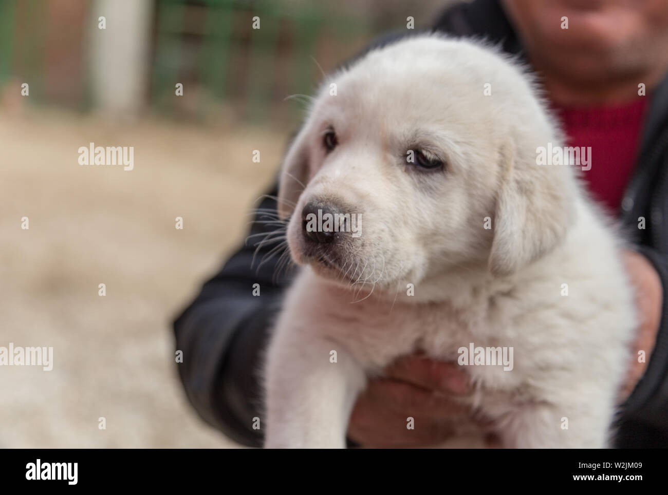 Cucciolo di cane akbash è un ottimo sheepdog Foto Stock