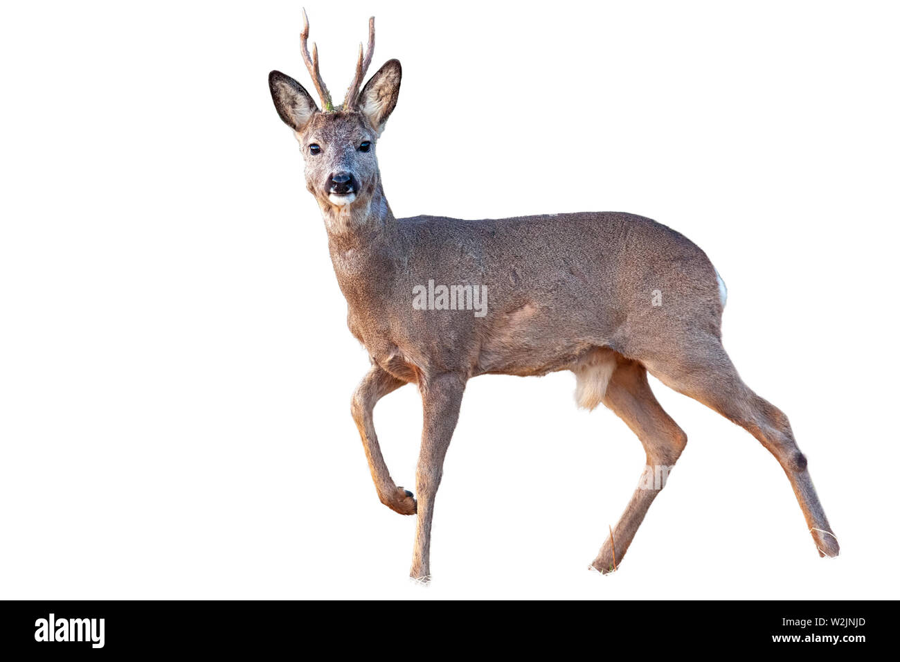 Il Roe Deer buck in inverno il rivestimento con corna di cervo a piedi isolato su bianco Foto Stock