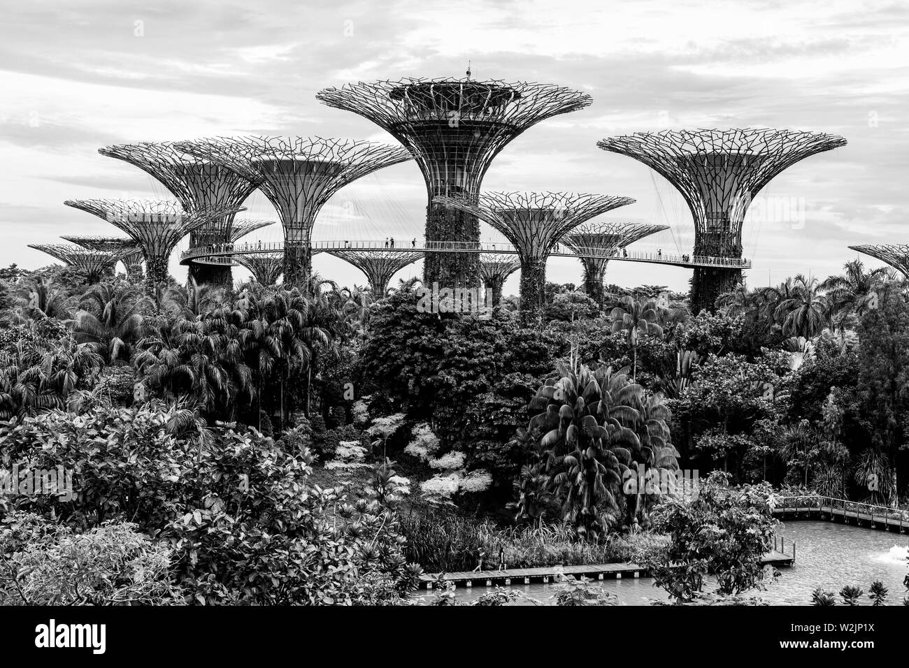 Supertrees presso i giardini dalla baia Natura Park, Singapore, Sud-est asiatico Foto Stock