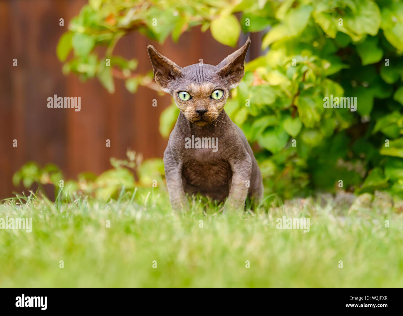 Giovani Devon Rex gatto domestico, cucciolo maschio quasi priva di peli, seduto in un giardino e guardando curiosamente con ampia gli occhi verdi e grandi orecchie aggettanti Foto Stock
