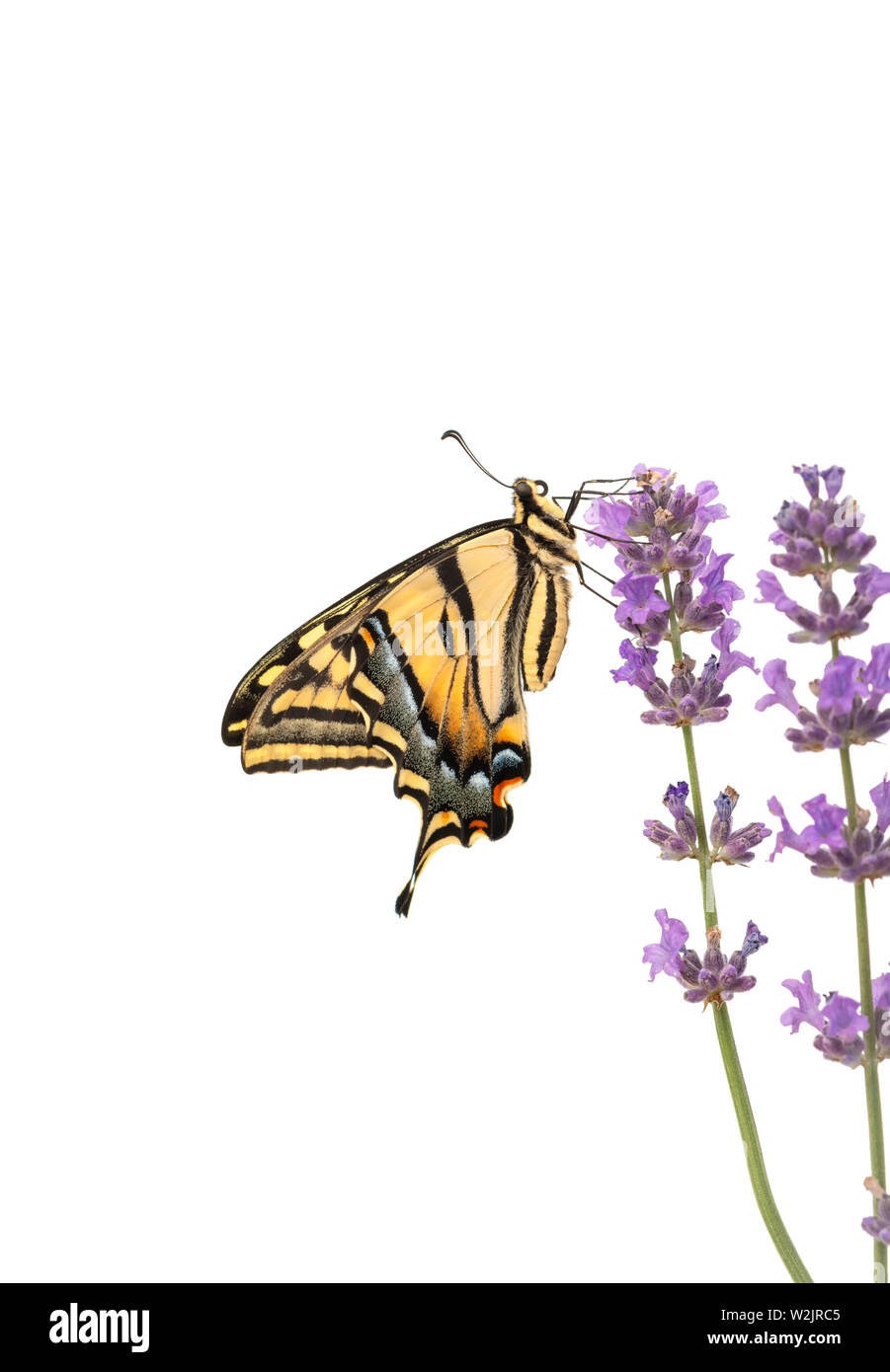 Un western tiger coda forcuta farfalla (Papilio rutulus) Foto Stock