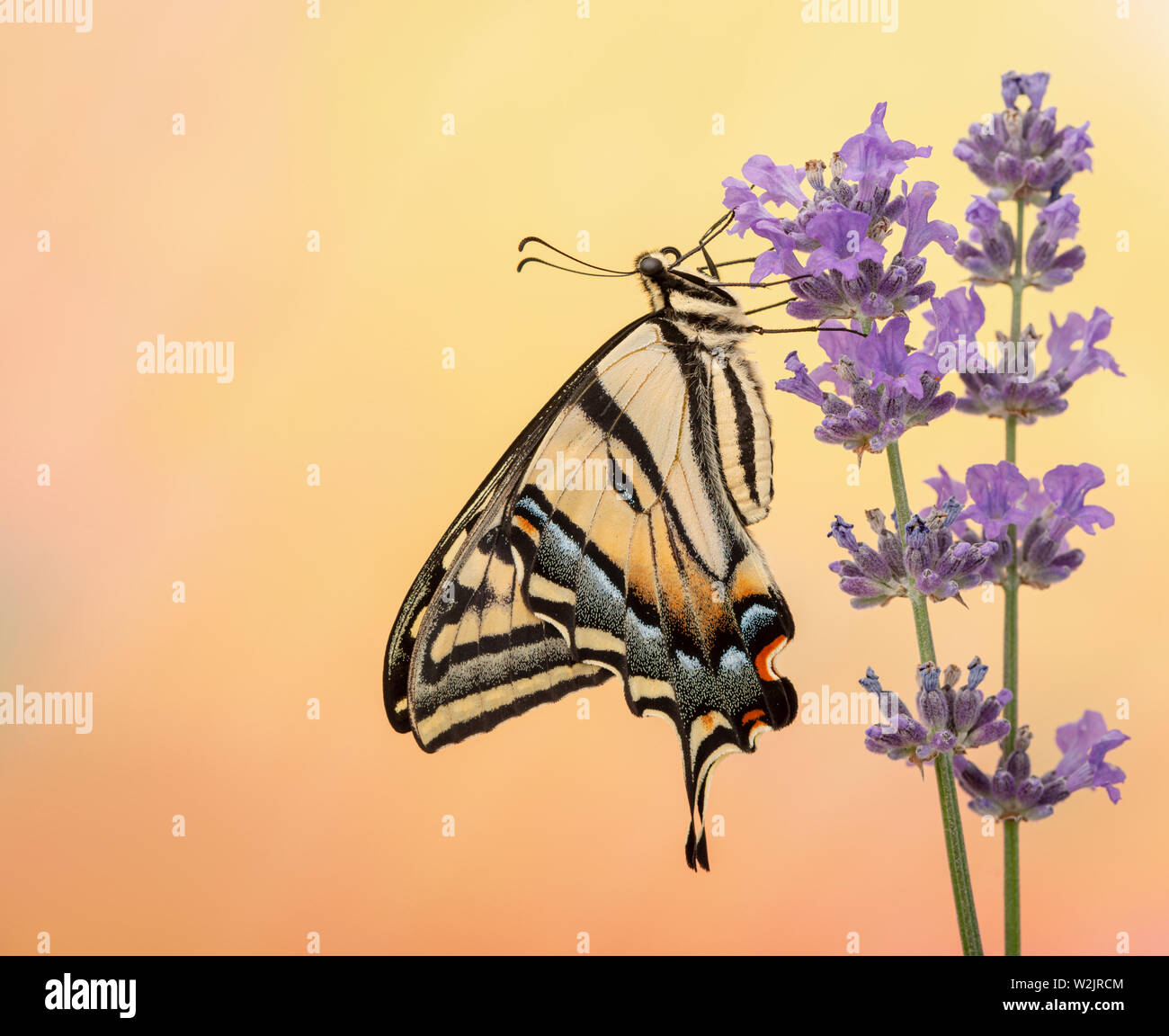 Un western tiger coda forcuta farfalla (Papilio rutulus) - su un vivace sfondo colorato Foto Stock