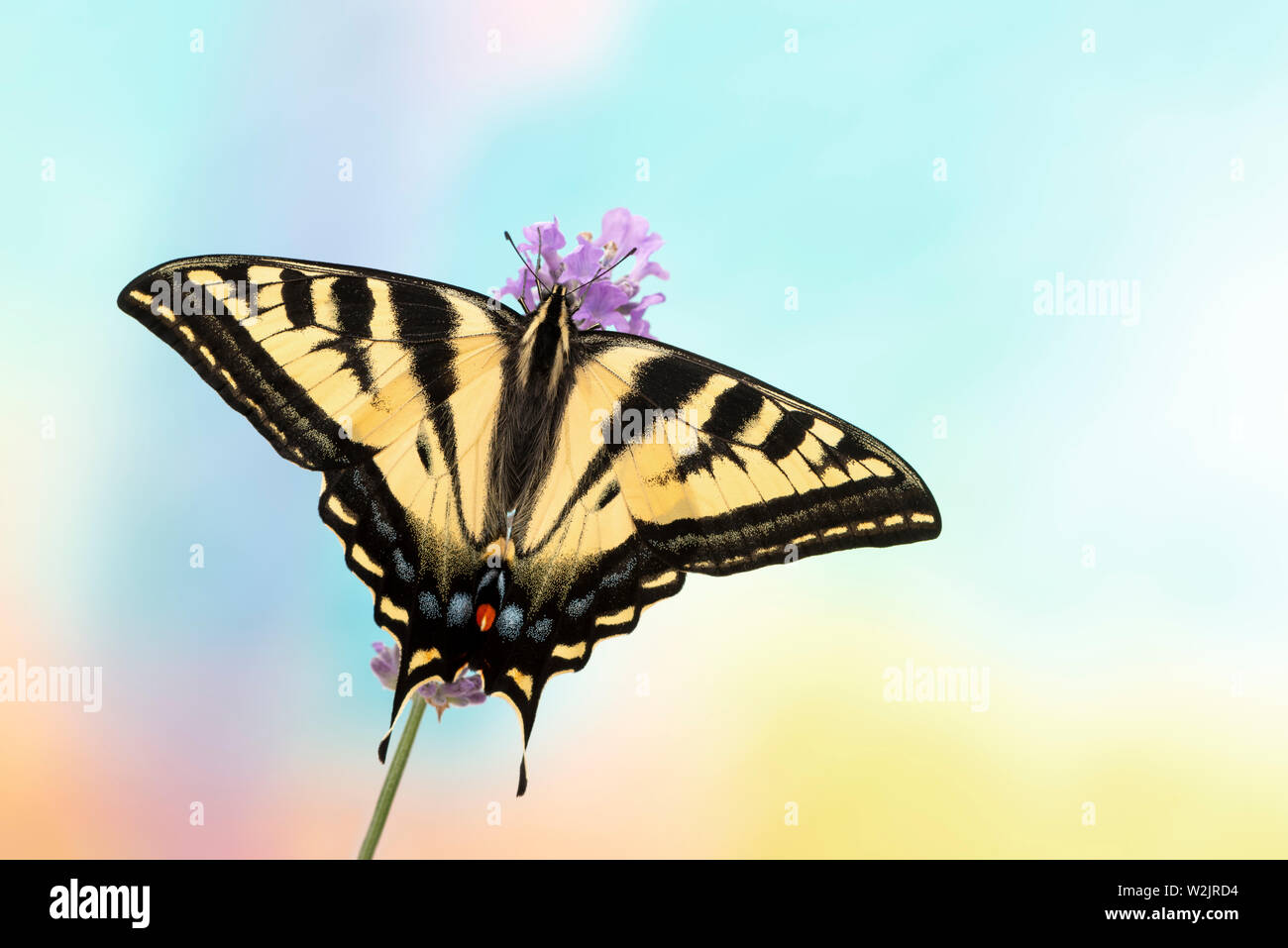 Un western tiger coda forcuta farfalla (Papilio rutulus) su un vivace sfondo colorato Foto Stock