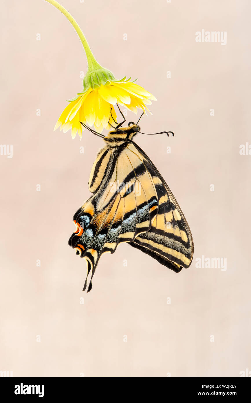 Un Western Tiger coda forcuta (Papilio rutulus) appesi da un fiore giallo Foto Stock