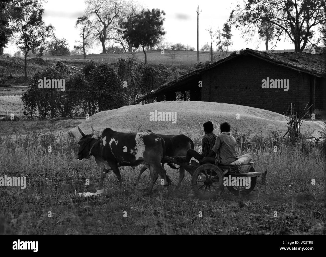 Animali, linea di vita degli agricoltori indiani Foto Stock