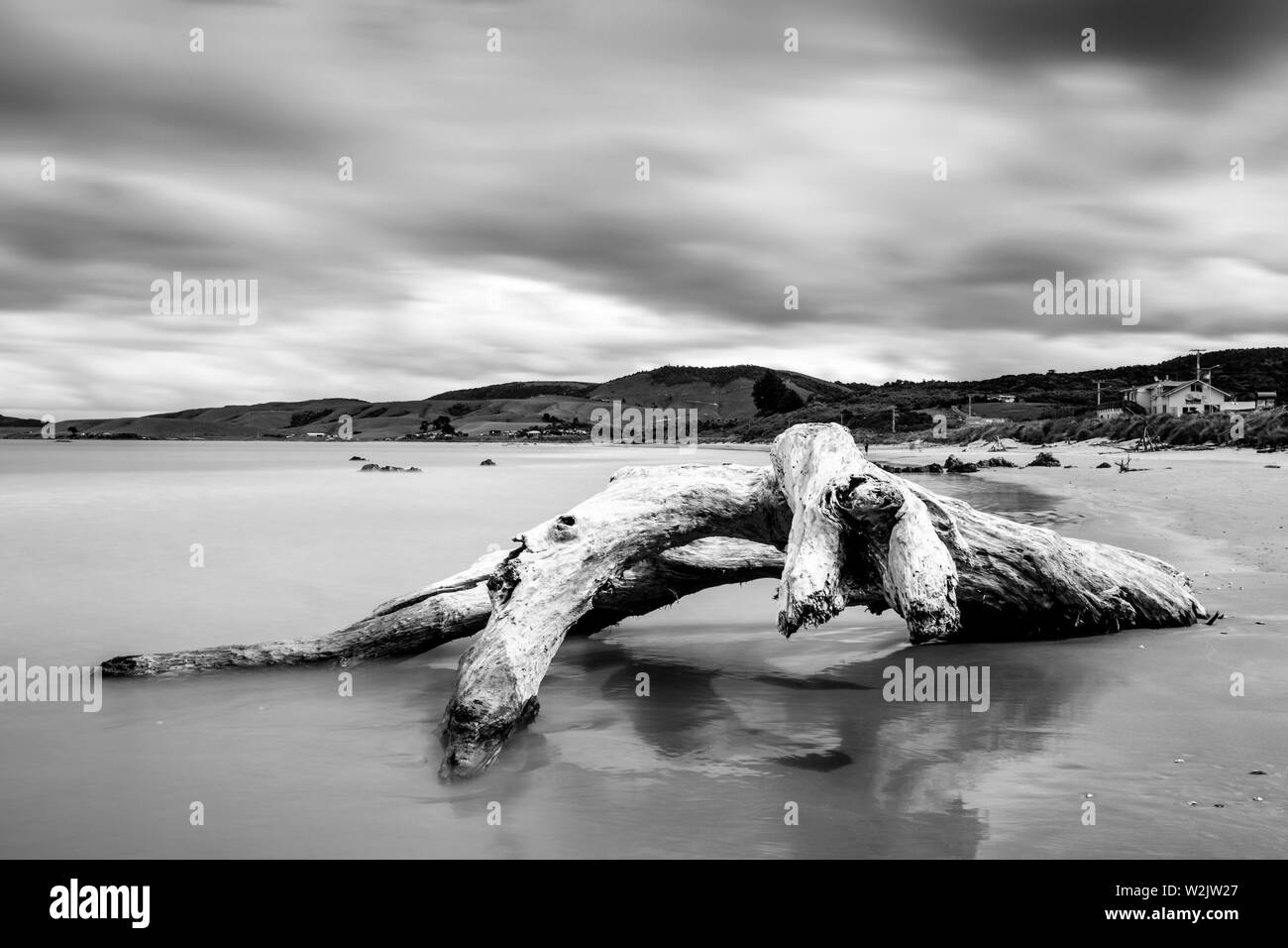 Un albero morto sulla spiaggia, Kaka punto il Catlins, Isola del Sud, Nuova Zelanda Foto Stock