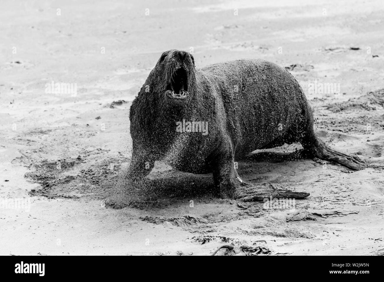 Un aggressivo leone di mare sulla spiaggia di Surat Bay, il Catlins, Isola del Sud, Nuova Zelanda Foto Stock