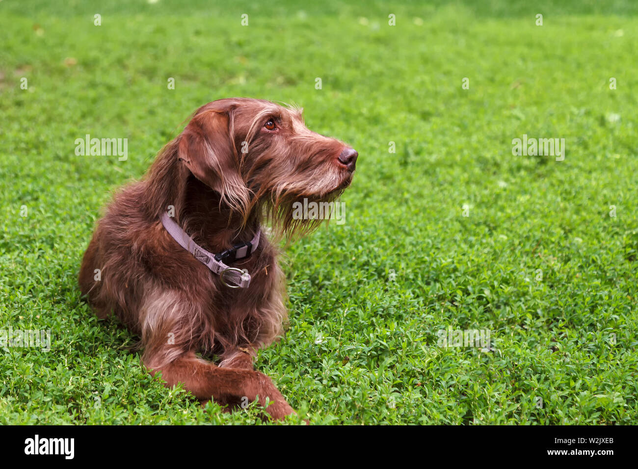Un cane da caccia di una razza di drathaar sdraiati sull'erba verde Foto Stock