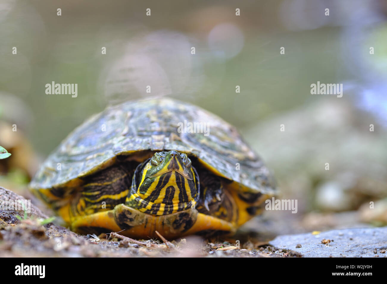 Macro immagine della Trachemys scripta, american tartaruga palustre Foto Stock