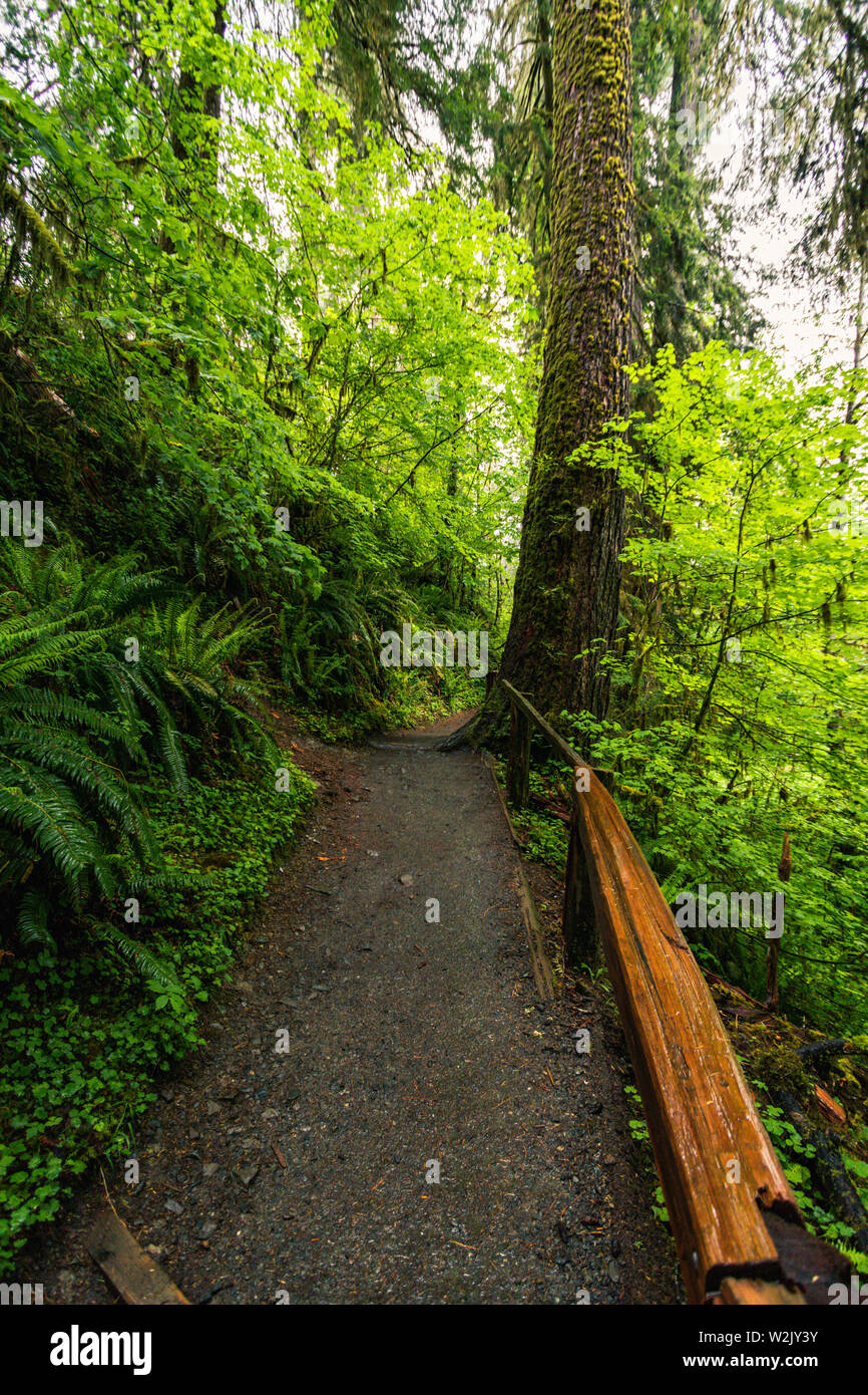 Hoh Rain Forest è situato a Washington, Stati Uniti d'America, natura, paesaggio, sfondo, la fauna selvatica, alci, turismo, viaggi negli Stati Uniti, Nord America Foto Stock