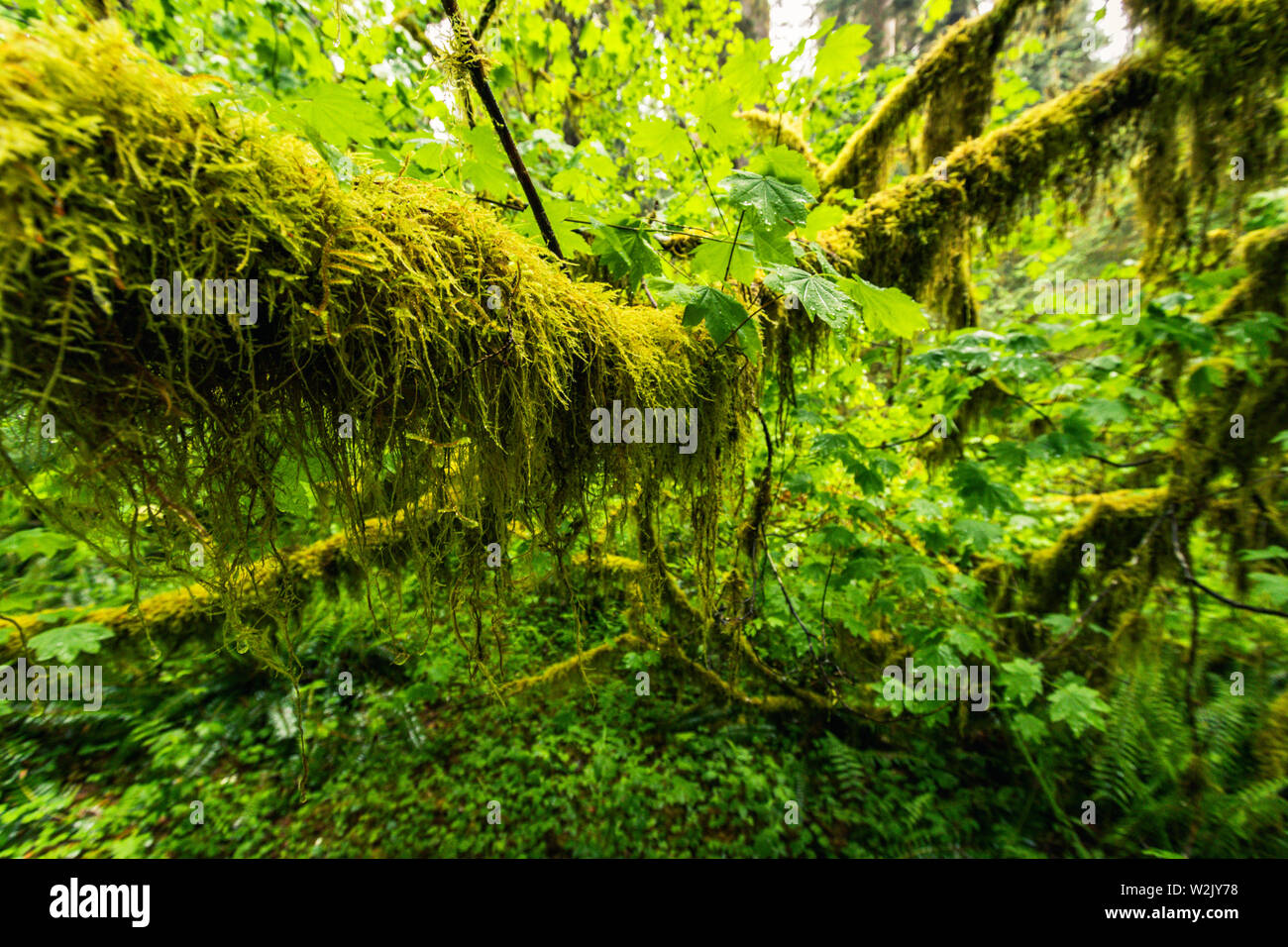 Hoh Rain Forest è situato a Washington, Stati Uniti d'America, natura, paesaggio, sfondo, la fauna selvatica, alci, turismo, viaggi negli Stati Uniti, Nord America Foto Stock