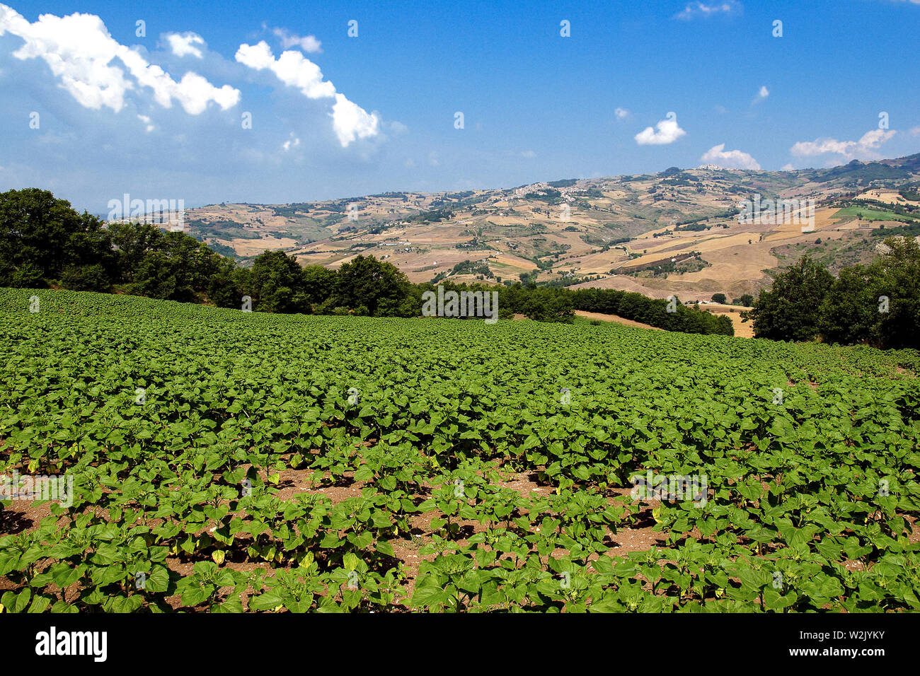 Italia Molise Montagano (CB) - Il paesaggio agricolo Foto Stock