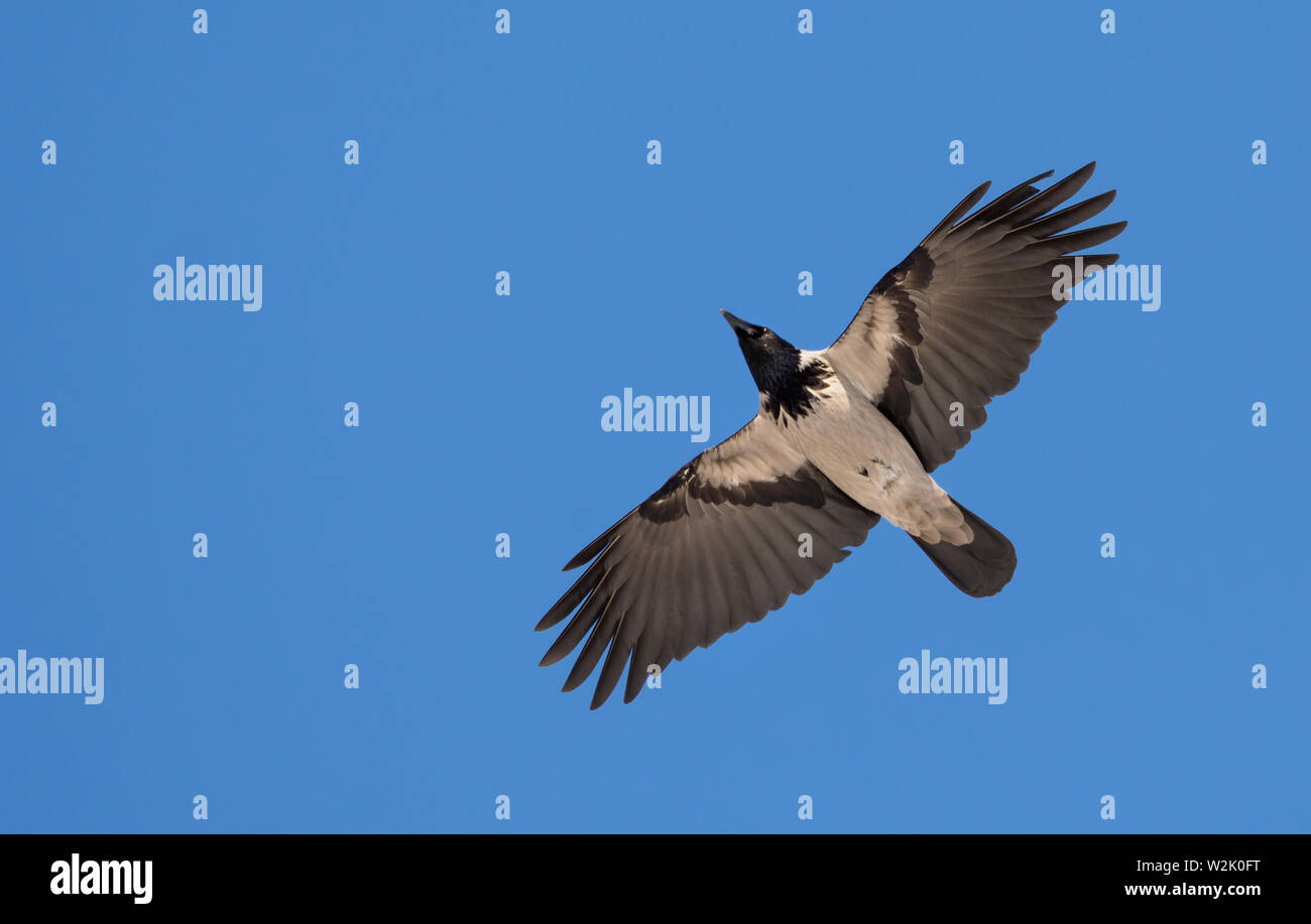 Cornacchia Mantellata vola nel cielo blu con ali stirata Foto Stock