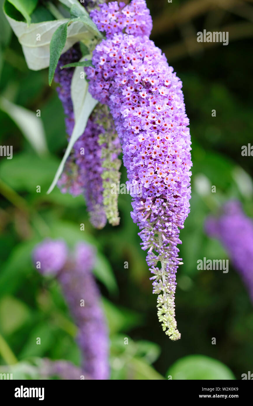 Inghilterra, Regno Unito. Lungo fiore viola spike della Butterfly Bush (Buddleja davidii) in fiore in estate precoce nel West Sussex. Foto Stock
