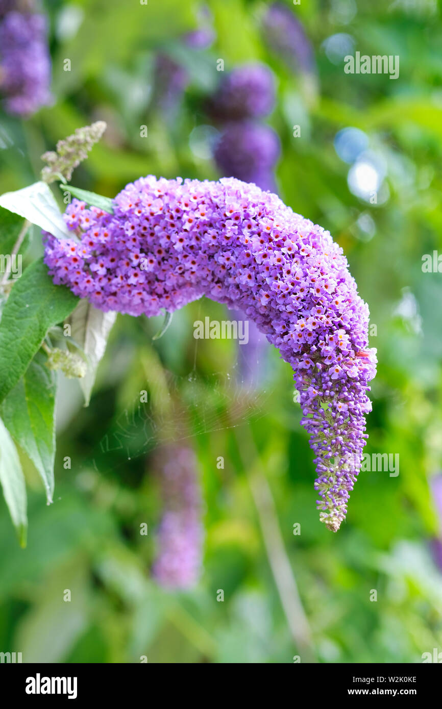 Inghilterra, Regno Unito. Lungo fiore viola spike della Butterfly Bush (Buddleja davidii) in fiore in estate precoce nel West Sussex. Foto Stock