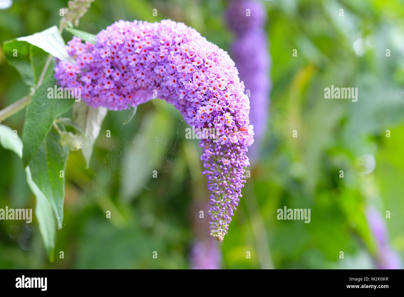 Inghilterra, Regno Unito. Lungo fiore viola spike della Butterfly Bush (Buddleja davidii) in fiore in estate precoce nel West Sussex. Foto Stock