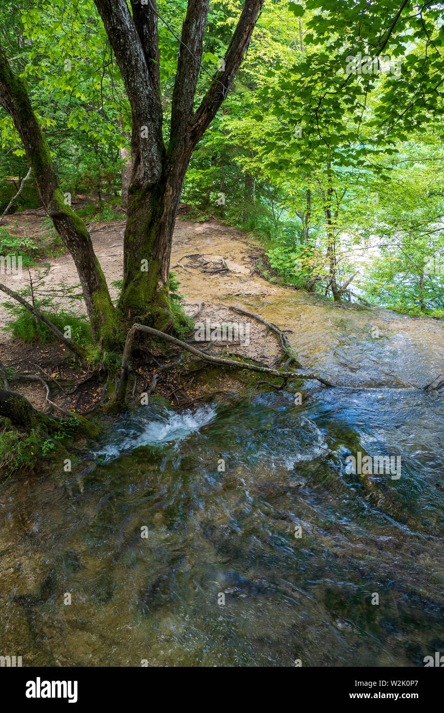 Pura acqua fresca di un ruscello di scomparire in un buco nel terreno al di sotto di un albero nella foresta presso il Parco Nazionale dei Laghi di Plitvice in Croazia Foto Stock