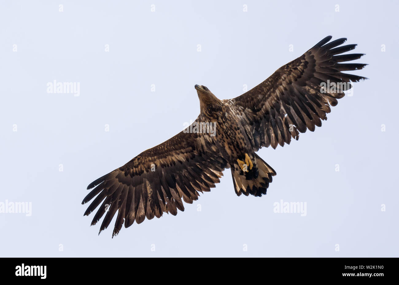 Young White-tailed eagle vola in cielo con ampia distesa ali e la coda Foto Stock