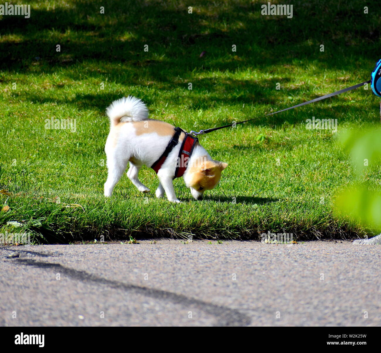 Giovane cucciolo annusando il terrestre erba verde durante una passeggiata Foto Stock