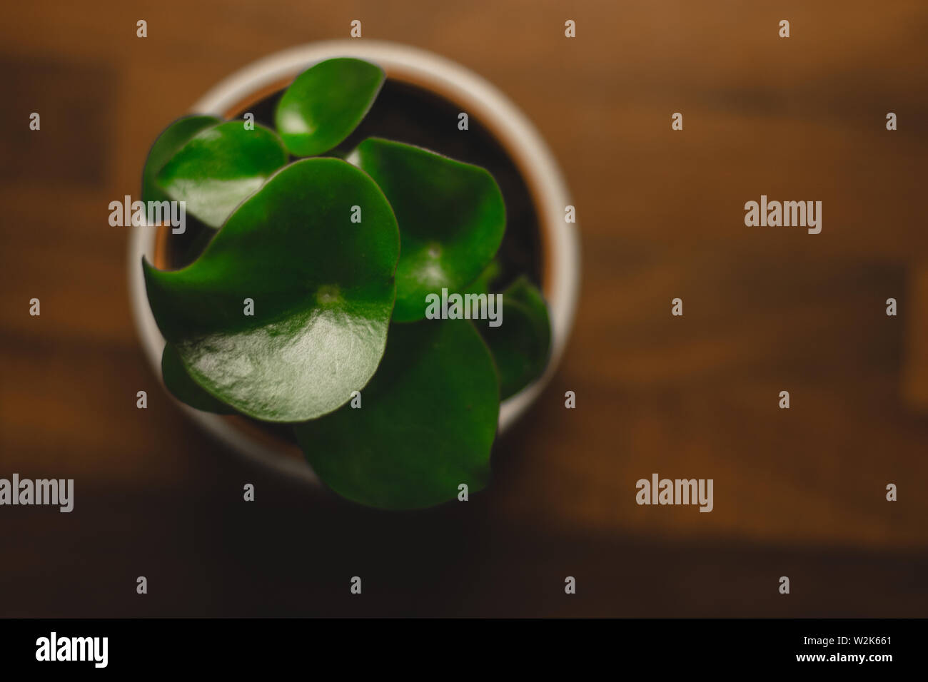 A forma di lacrima Peperomia polybotrya esce da un occhio di prospettiva Foto Stock