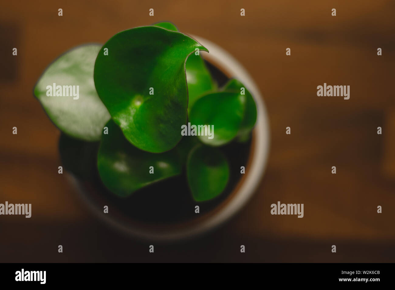 A forma di lacrima Peperomia polybotrya esce da un occhio di prospettiva Foto Stock