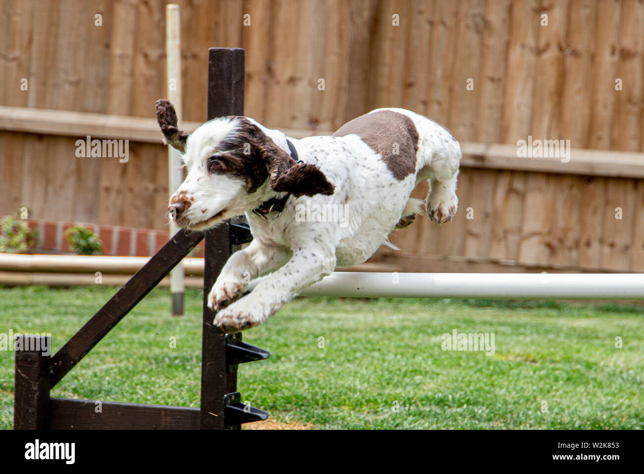 Addestramento del cane con "Logan" in giardino. Foto Stock