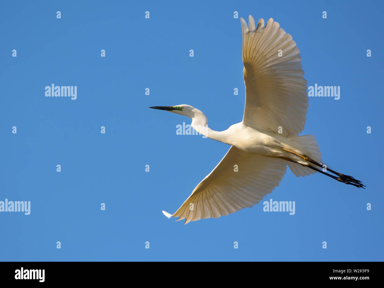 Grande airone bianco in volo con completamente spalmata ali e cielo blu chiaro Foto Stock