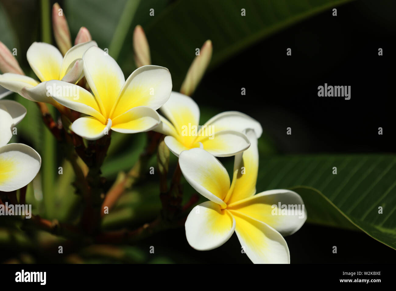 Il Frangipani Plumeria sulla costa in Australia Foto Stock