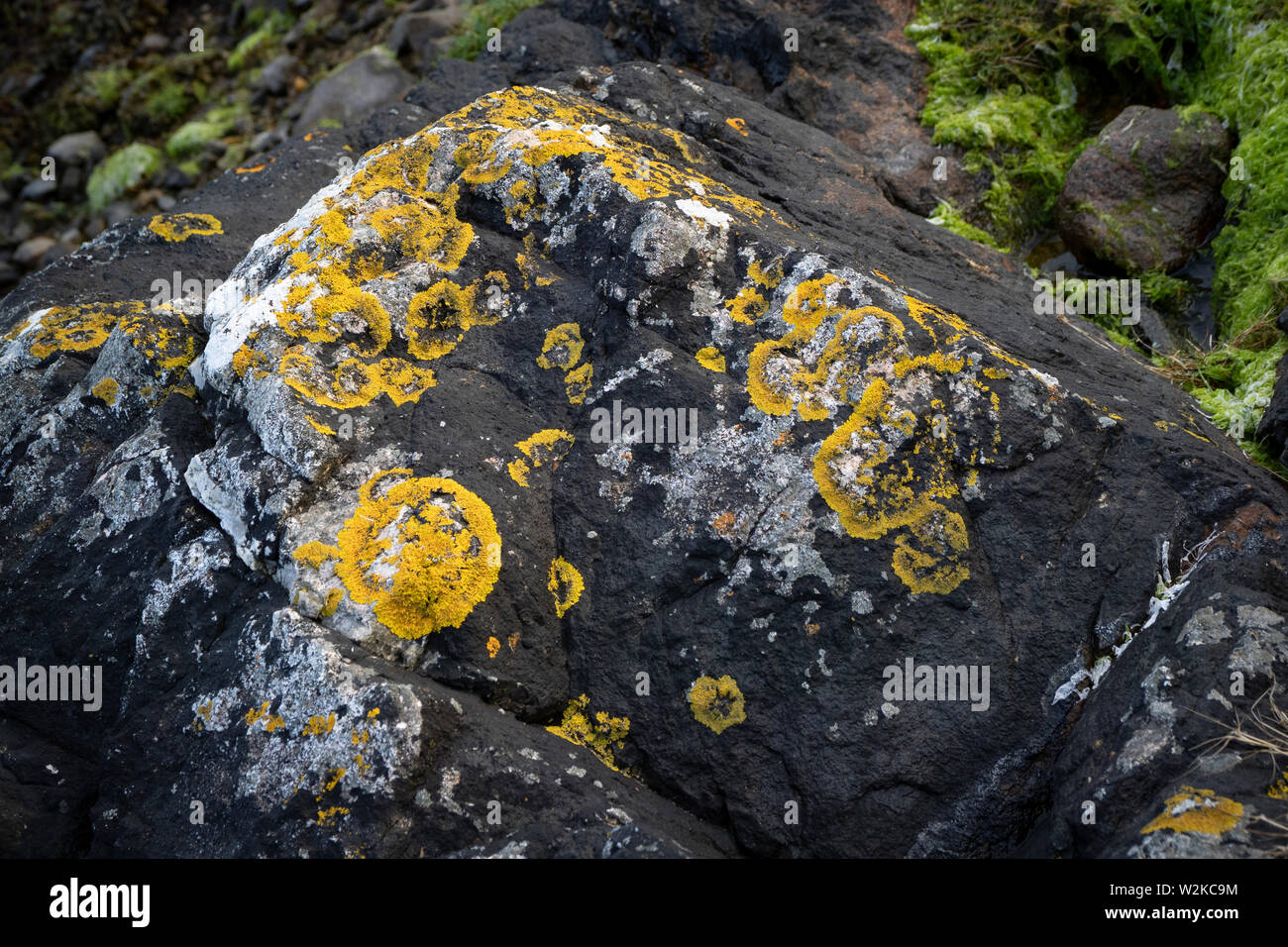 Rock con il lichen, Seilebost, Harris, Scotland, Regno Unito Foto Stock