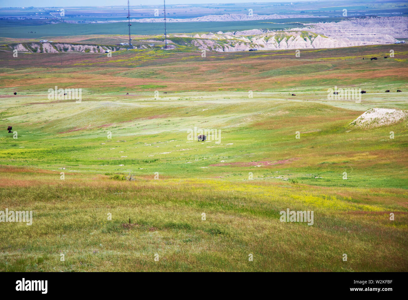 Wild bisonti americani nelle pianure Foto Stock