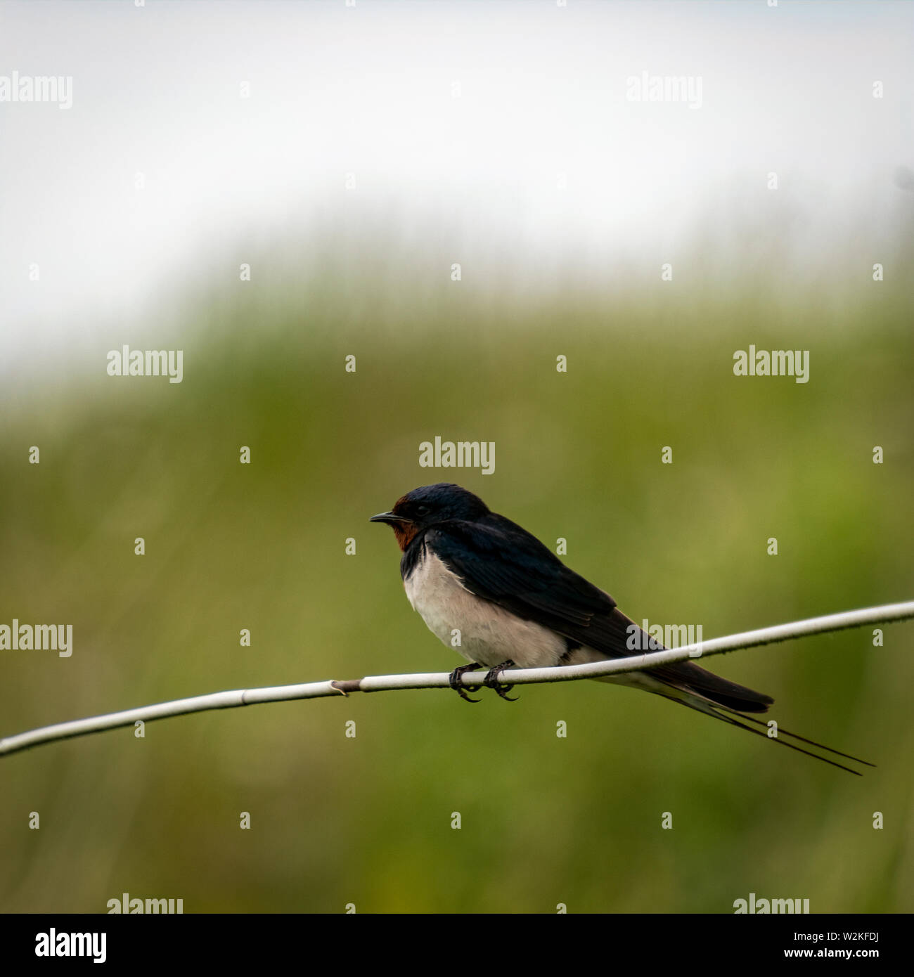 Swallow( Hirundinidae) appollaiate su un filo Foto Stock