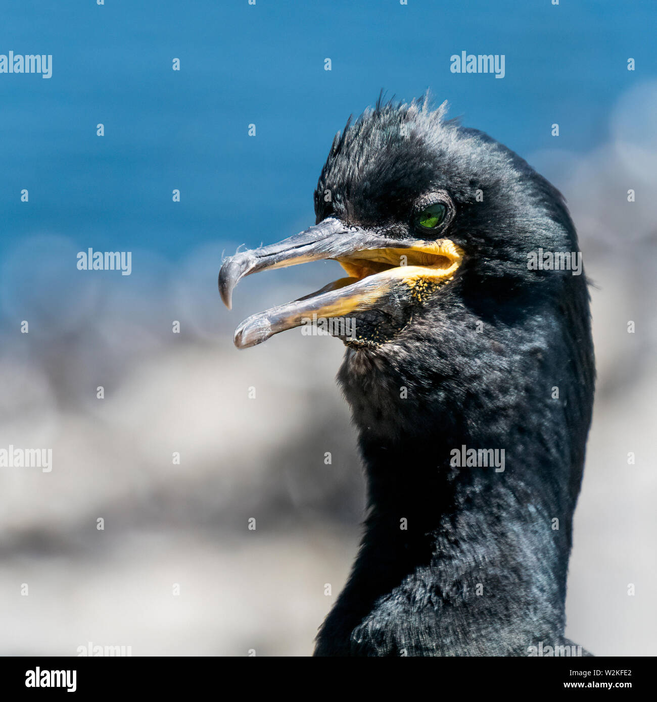 Il marangone dal ciuffo verde verticale , Phalacrocorax aristotelis Foto Stock