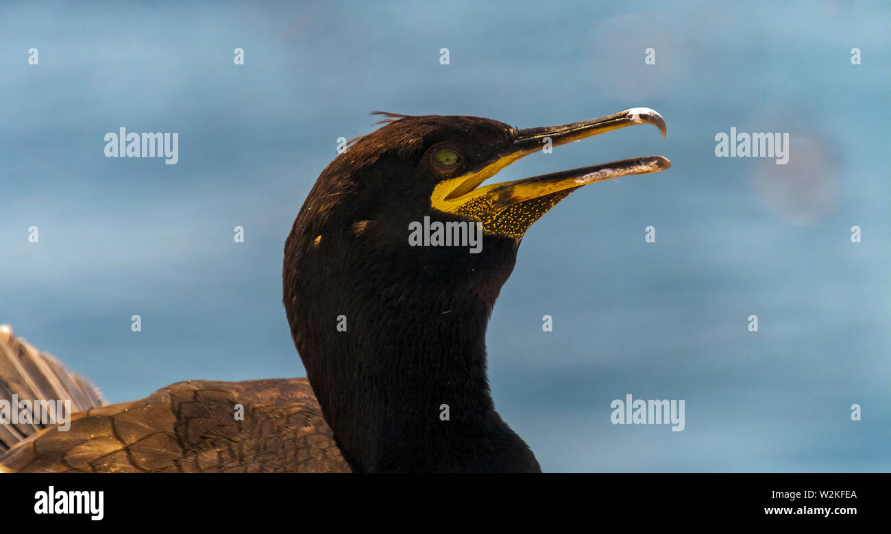 Il marangone dal ciuffo verde verticale , Phalacrocorax aristotelis Foto Stock