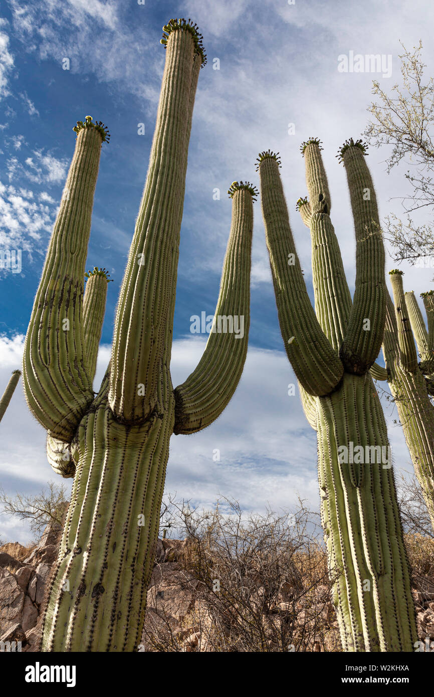Giant cactus Saguaro (Carnegiea gigantea), il Parco nazionale del Saguaro, Tucson, Arizona Foto Stock