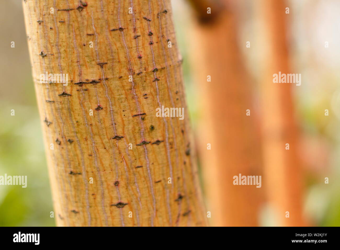 Acer x conspicuum 'Phoenix'. Corteccia colorata di Acer conspicuum 'Phoenix', un Snakebark acero, in inverno, REGNO UNITO Foto Stock