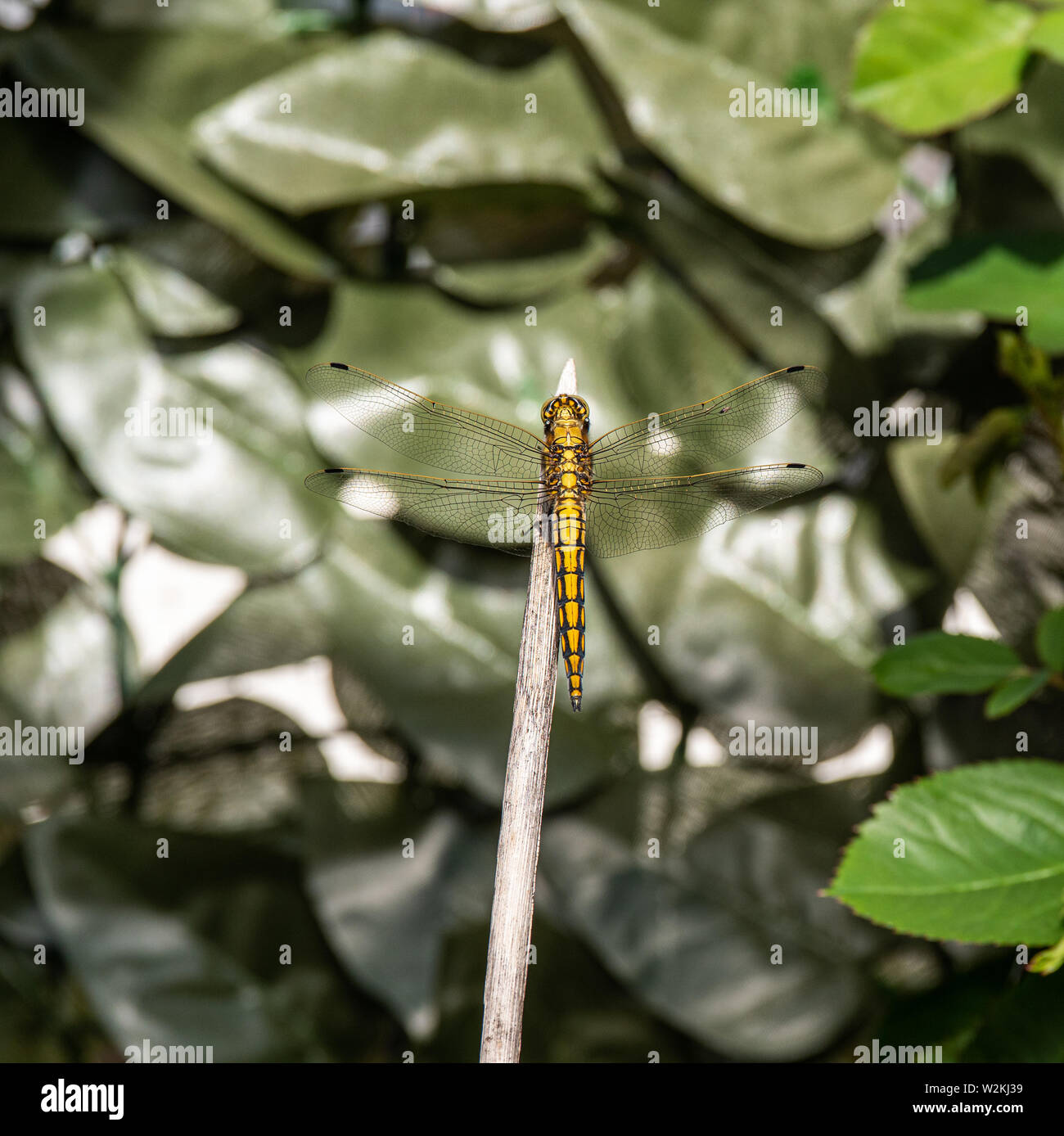 Chiudere l immagine di un bel colore giallo dragon fly seduto su un bastone di legno Foto Stock