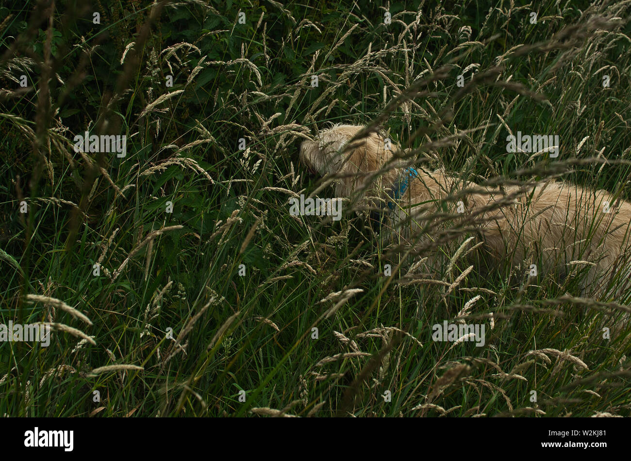 Hiden Labradooldes sull'erba Foto Stock